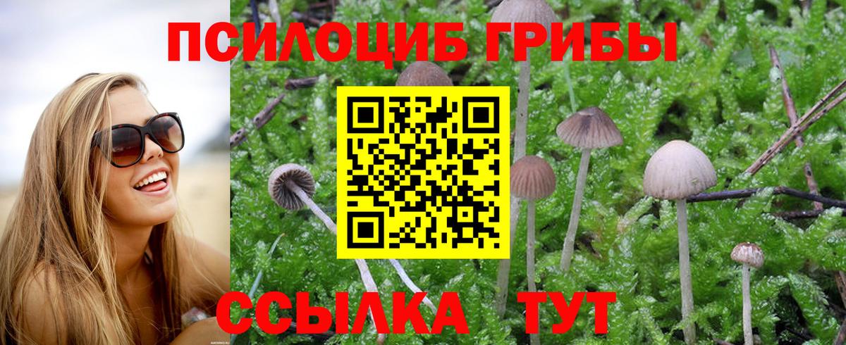 Псилоцибиновые грибы прущие грибы  Вход с VPN  Майкоп 